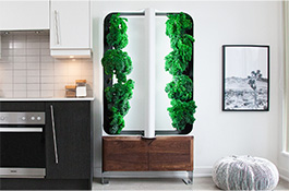 Indoor Hydroponic Garden